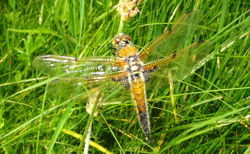 Libellula quadrimaculata